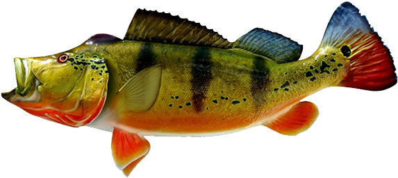 Peacock Bass Fish - Peacock Bass Fish Png Transparent PNG - 640x284 - Free Download on - Fish Transparent PNG Free Download