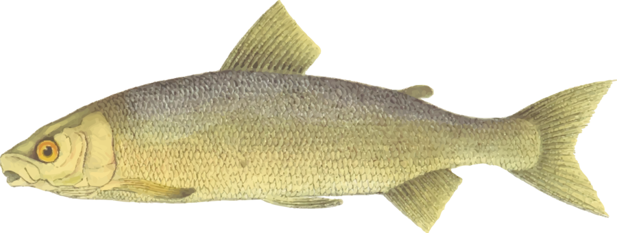 Lake Whitefish Brown Trout Fishing - Whitefish Clipart Transparent PNG - 900x340 - Free Download on - Fish Transparent PNG Free Download