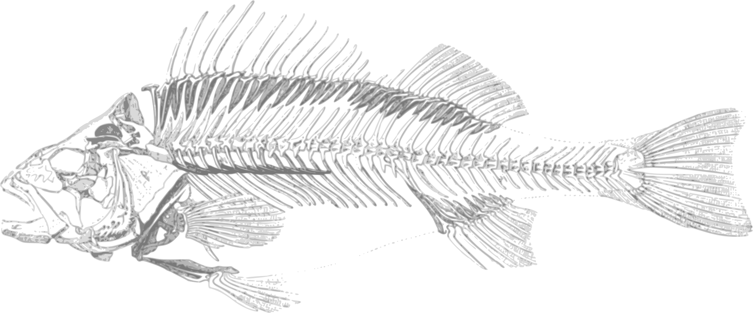 This Free Icons Png Design Of Dead Fish 001 Transparent PNG - 2400x1000 - Free Download on - Fish Transparent PNG Free Download
