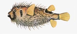 Porcupine Fish - Porcupine Fish Png Transparent PNG - 500x248 - Free Download on - Fish Transparent PNG Free Download