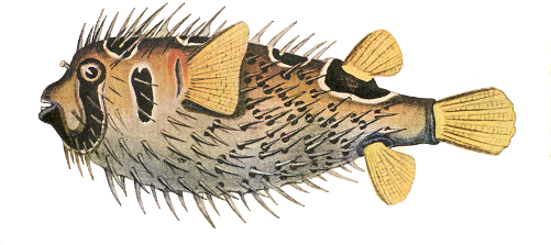 Porcupine Fish - Porcupine Fish Png Transparent PNG - 500x248 - Free Download on - Fish Transparent PNG Free Download