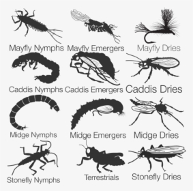 Fly Fishing Entomology, HD Png Download - Fish Transparent PNG Free Download