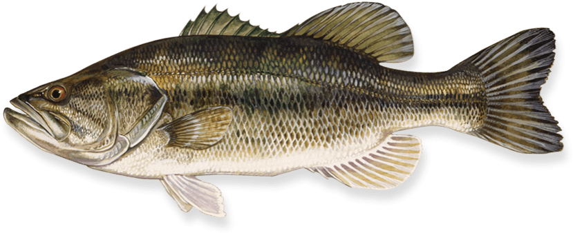 Free Png Fish Png Images Transparent - Bass Largemouth Transparent PNG - 850x363 - Free Download on - Fish Transparent PNG Free Download