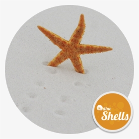Star Fish Png, Transparent - Fish Transparent PNG Free Download
