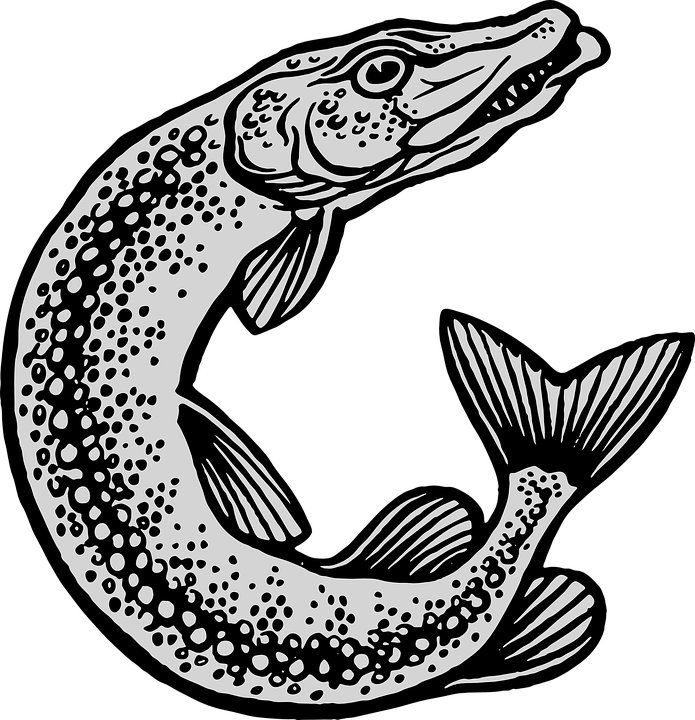 Water, Fish, Jumping, Animal, Sea, Lake, Pike - Esox Lucius, HD Png Download - Fish Transparent PNG Free Download