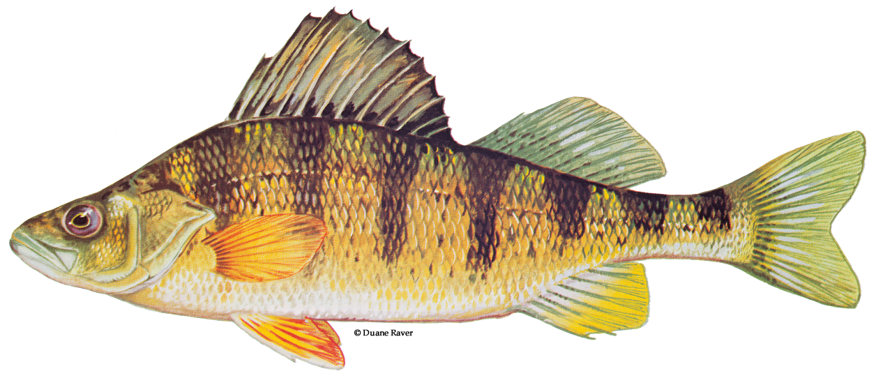 Illustration Of A Yellow Perch, HD Png Download - Fish Transparent PNG Free Download