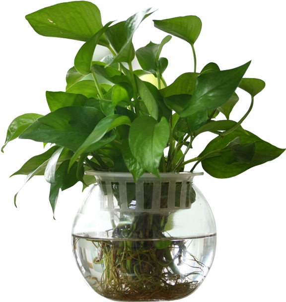 Modern Minimalist Glass Ball Fish Tank Vase Transparent - Vase Transparent PNG - 800x800 - Free Download on - Fish Transparent PNG Free Download