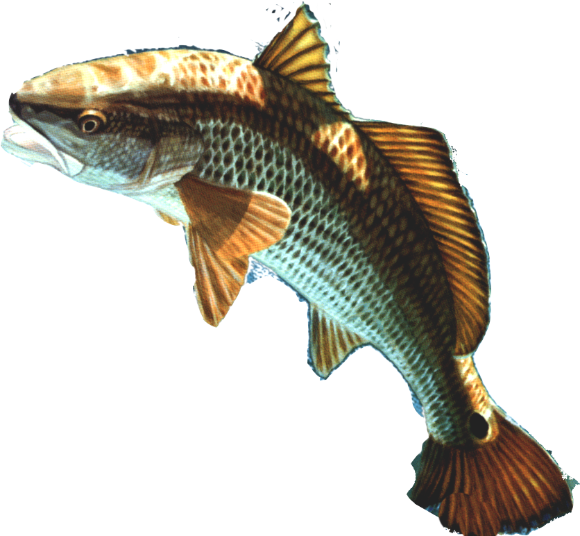 Download Png Image Report - Fish Head Png Transparent Background Transparent PNG - 1000x1000 - Free Download on - Fish Transparent PNG Free Download