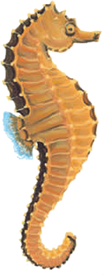 Download Free Seahorse - Types Of Tropical Fish Transparent PNG - 388x1000 - Free Download on - Fish Transparent PNG Free Download
