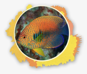 The Potter's Angel Fish Is Known To Show Up At Cleaning - Rare Fish To See At Maui Transparent PNG - 396x337 - Free Download on - Fish Transparent PNG Free Download