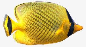 Tropical Fish Clipart Butterfly Fish - Tropical Fish No Background Transparent PNG - 1171x659 - Free Download on - Fish Transparent PNG Free Download