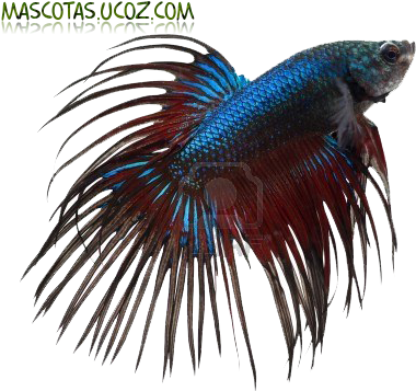Pez Betta Png - Gourami Fish Price In India Transparent PNG - 400x360 - Free Download on - Fish Transparent PNG Free Download