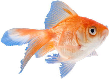 Click On Any Of The 'i' Icons Below To See Common Fish - Portable Network Graphics Transparent PNG - 440x315 - Free Download on - Fish Transparent PNG Free Download