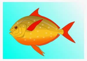 Colorful Fish In - Animals Can Swim Water Transparent PNG - 600x423 - Free Download on - Fish Transparent PNG Free Download