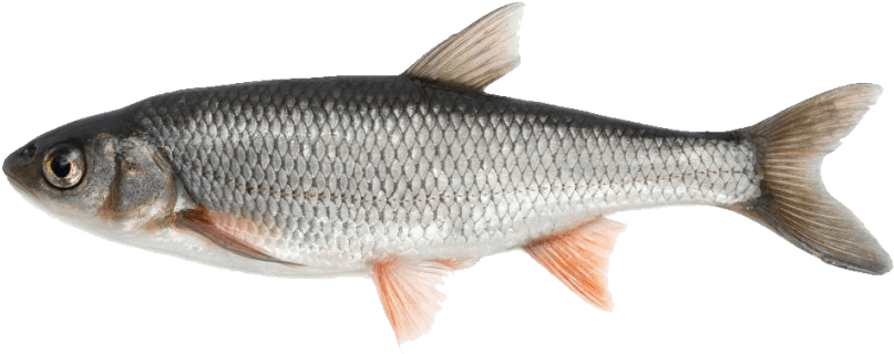 Free Png Fish Png Images Transparent - Fish Png Transparent PNG - 850x401 - Free Download on - Fish PNG Free Png Fish Png Images Transparent - Fish Png Transparent PNG - 850x401 - Free Download on - Fish Transparent PNG Free Download