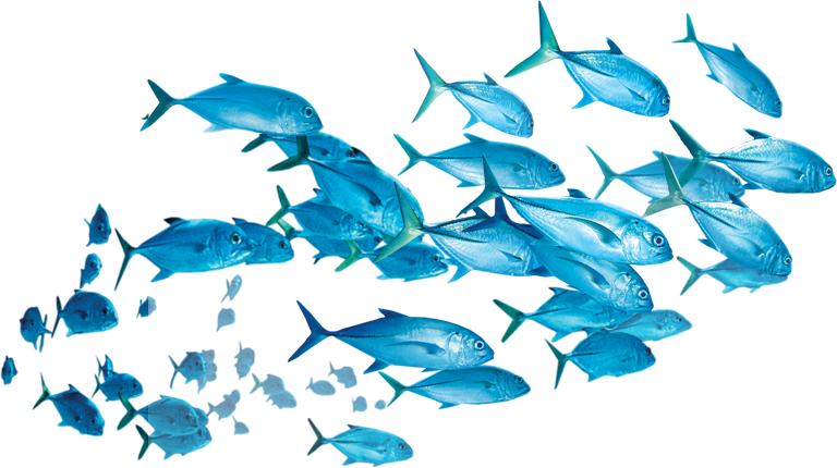 Fishes Png - Picsart Fish Png Transparent PNG - 768x430 - Free Download on - Fish Transparent PNG Free Download