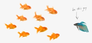 Home-fishes - Png Image Of Fishes Transparent PNG - 2000x1000 - Free Download on - Fish Transparent PNG Free Download