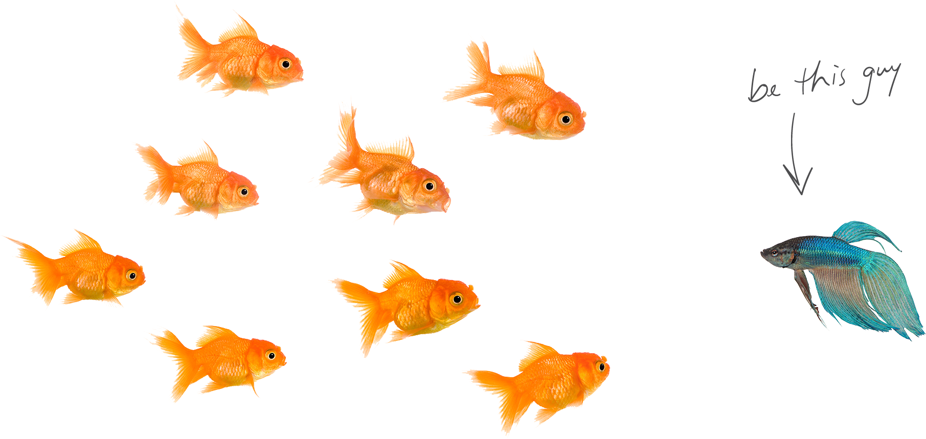 Home-fishes - Png Image Of Fishes Transparent PNG - 2000x1000 - Free Download on - Fish Transparent PNG Free Download