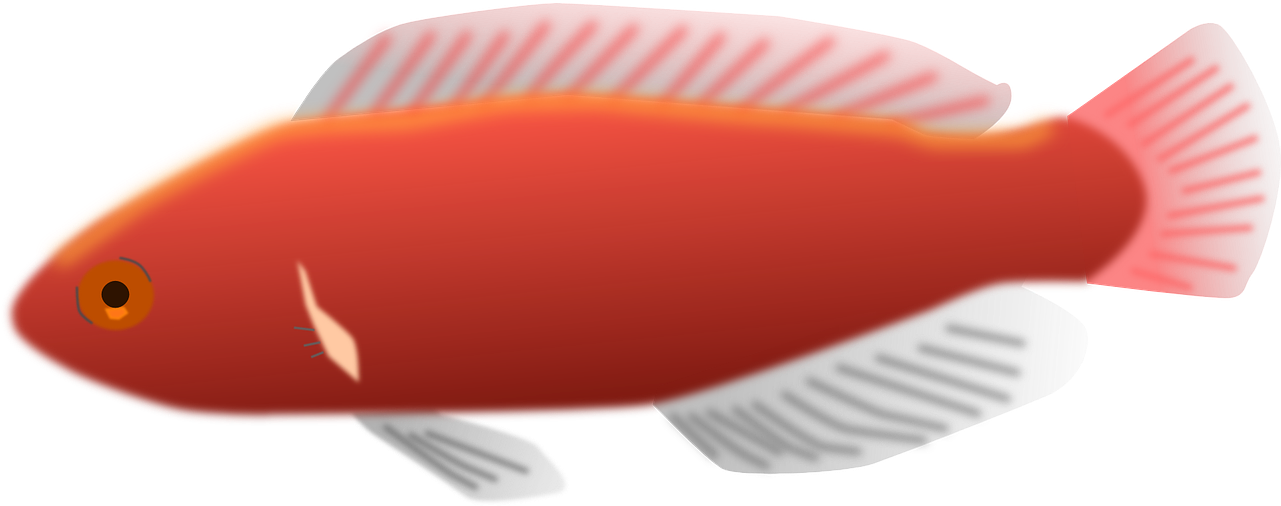 Pink, Fish, Scales, Colorful, Pretty, Aquarium, Fins - Peixes De Aquário Png Transparent PNG - 640x320 - Free Download on - Fish Transparent PNG Free Download