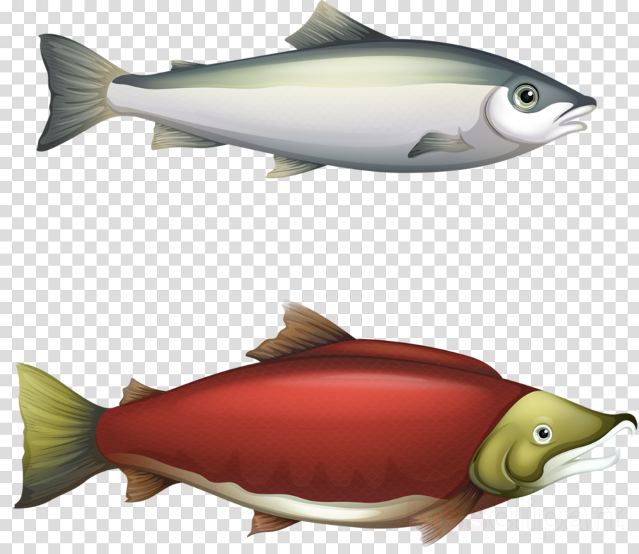 Cycle Of Salmon Clipart Chinook Salmon - Barbel Fish Life Cycle Transparent PNG - 900x780 - Free Download on - Fish Transparent PNG Free Download