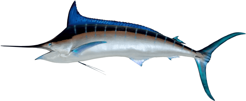 Free Png Fish Png Images Transparent - Swordfish Png Transparent PNG - 850x465 - Free Download on - Fish Transparent PNG Free Download