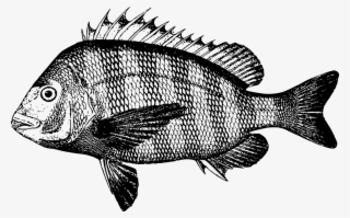 Northern Red Snapper Fish Drawing Roter Schnapper - Red Snapper Clip Art Transparent PNG - 545x340 - Free Download on - Fish Transparent PNG Free Download