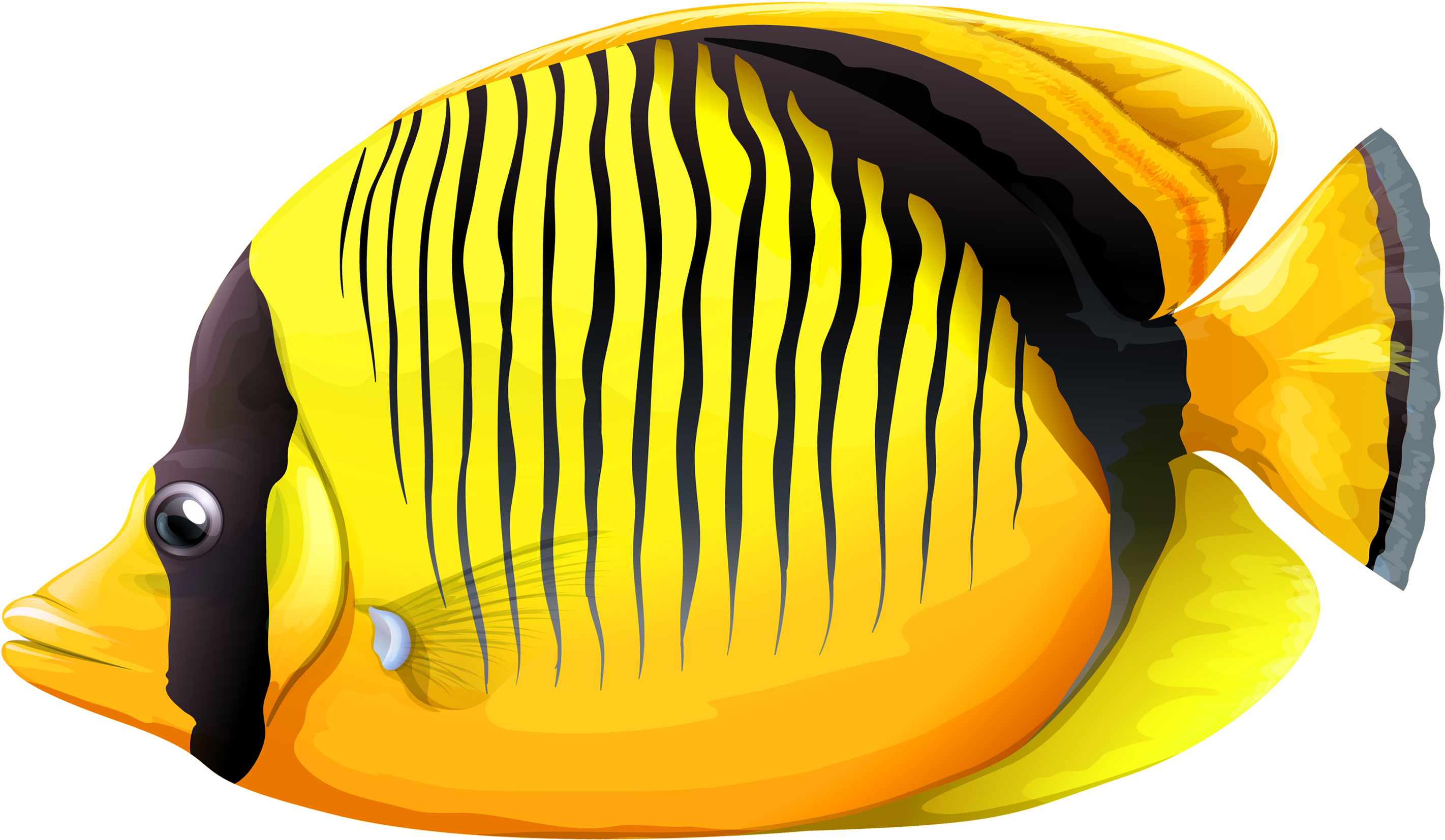 Gold Fish Clipart Realistic Fish - Fish Png Clipart Transparent PNG - 3000x1819 - Free Download on - Fish Transparent PNG Free Download