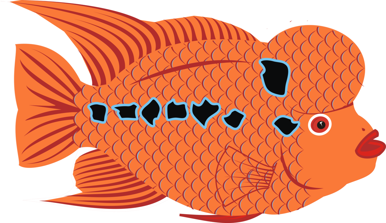 Flower Horn Bony Fishes Goldfish Drawing - Goldfish Transparent PNG - 1297x750 - Free Download on - Fish Transparent PNG Free Download