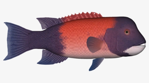 California Sheephead - California Sheepshead Fish Illustration, HD Png Download - Fish Transparent PNG Free Download