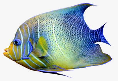 Realistic Fish Blue And Yellow Png Clipart - Fish Png, Transparent - Fish Transparent PNG Free Download