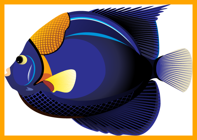 Fascinating Collection Of Fish Clipart Bw High Quality - Tropical Ocean Fish Transparent Transparent PNG - 675x480 - Free Download on - Fish Transparent PNG Free Download