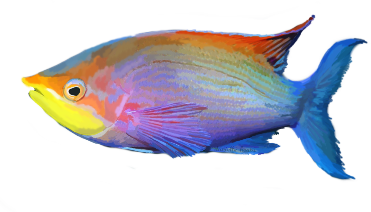 Grafixgirlireland 2 0 Tropical Fish By Grafixgirlireland - Tropical Fish Transparent Transparent PNG - 1253x718 - Free Download on - Fish Transparent PNG Free Download