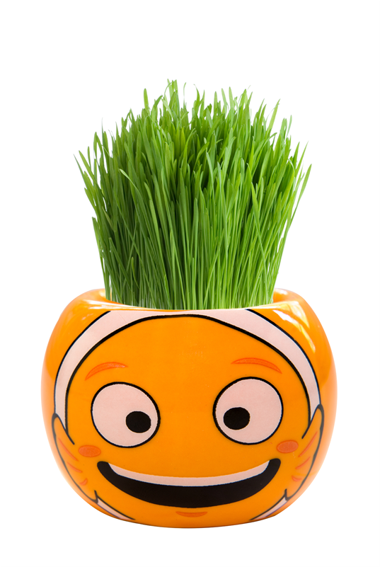 Mr Fothergills Grass Hair Clown Fish - Ocean Animal Grass Grow Kit Transparent PNG - 800x800 - Free Download on - Fish Transparent PNG Free Download