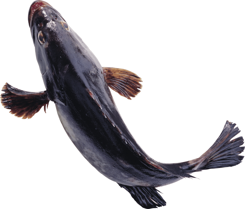 Free Png Fish Png Images Transparent - Flying Fish Transparent Background Transparent PNG - 850x725 - Free Download on - Fish Transparent PNG Free Download