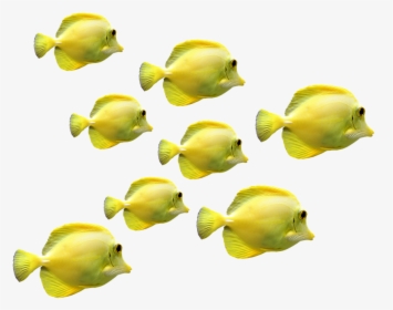 Fish, Fish Swarm, Underwater World, Sea, Meeresbewohner - Tropical Fish School Png, Transparent - Fish Transparent PNG Free Download
