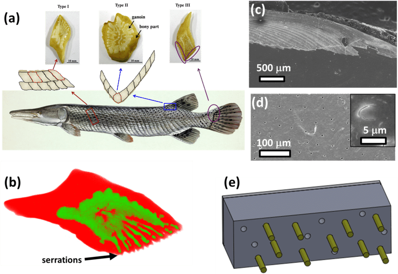 Structure Of The Scales Of Atractosteus Spatula - Alligator Gar Fish Transparent PNG - 850x568 - Free Download on - Fish Transparent PNG Free Download