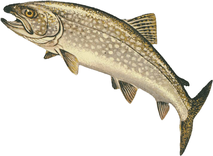 Lake Superior Fishermen Soon Shipped Many Tons Of Fish - Lake Trout Transparent PNG - 800x563 - Free Download on - Fish Transparent PNG Free Download