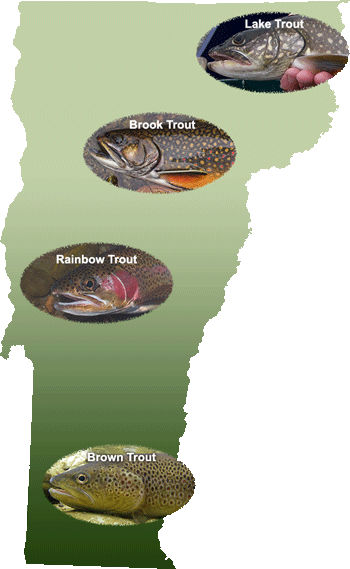Vermont's Wild Trout - Vermont Fish & Wildlife Department Transparent PNG - 350x569 - Free Download on - Fish Transparent PNG Free Download