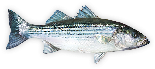 Striped Bass Bass Fishing Tips, Best Fishing, Fly Fishing - Fishing Transparent PNG - 550x275 - Free Download on - Fish Transparent PNG Free Download