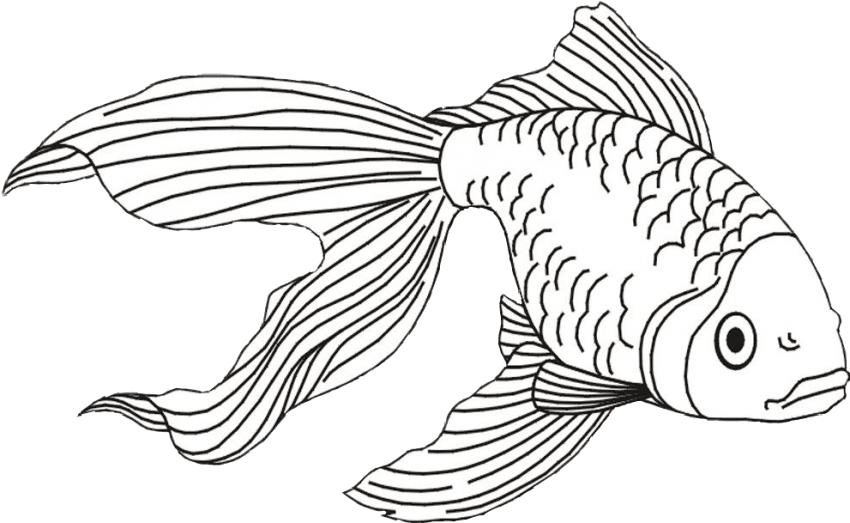 Free Png Download Fish And Shark Coloring Pages Png - Gold Fish Line Art Transparent PNG - 850x523 - Free Download on - Fish Transparent PNG Free Download