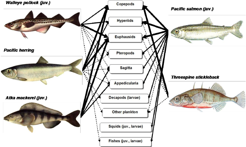 Scheme Of Trophic Relations Of Mass Species Fishes - Coregonus Lavaretus Transparent PNG - 850x506 - Free Download on - Fish Transparent PNG Free Download