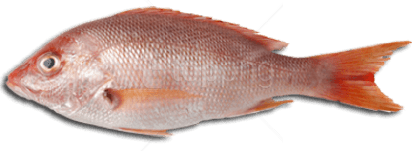 Free Png Download Fish Meat Png Images Background Png - Fish Meat Transparent PNG - 850x395 - Free Download on - Fish Transparent PNG Free Download