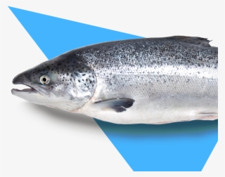 We Track Millions Of Migratory Fish Patterns Annually, - Touladi Transparent PNG - 1920x1066 - Free Download on - Fish Transparent PNG Free Download