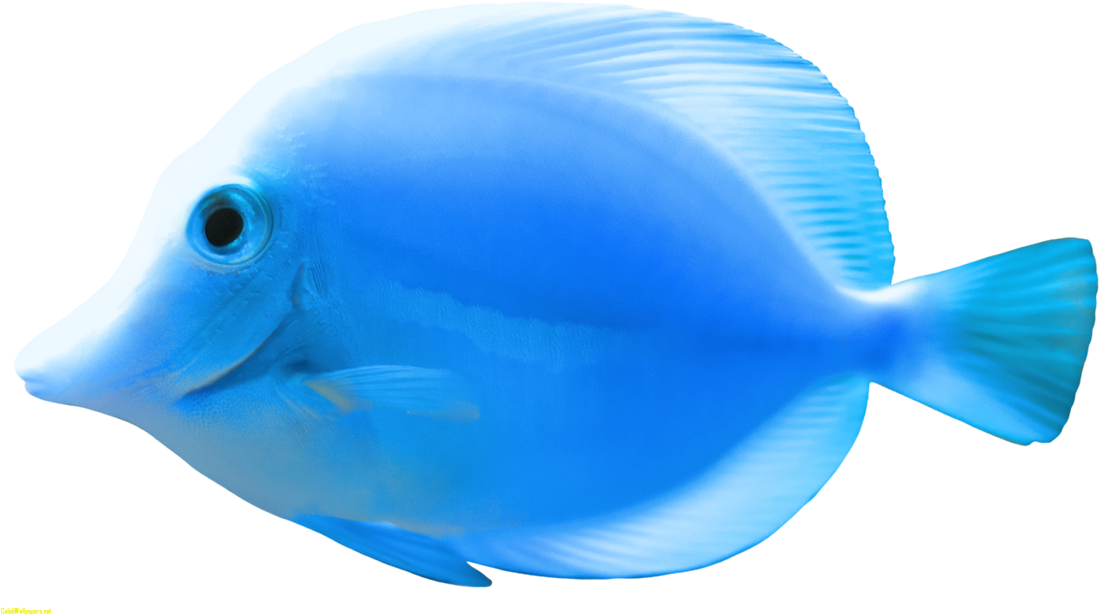 Blue Fish Png Clipart Best Web Clipart Beautiful Images Transparent PNG - 1600x911 - Free Download on - Fish Transparent PNG Free Download