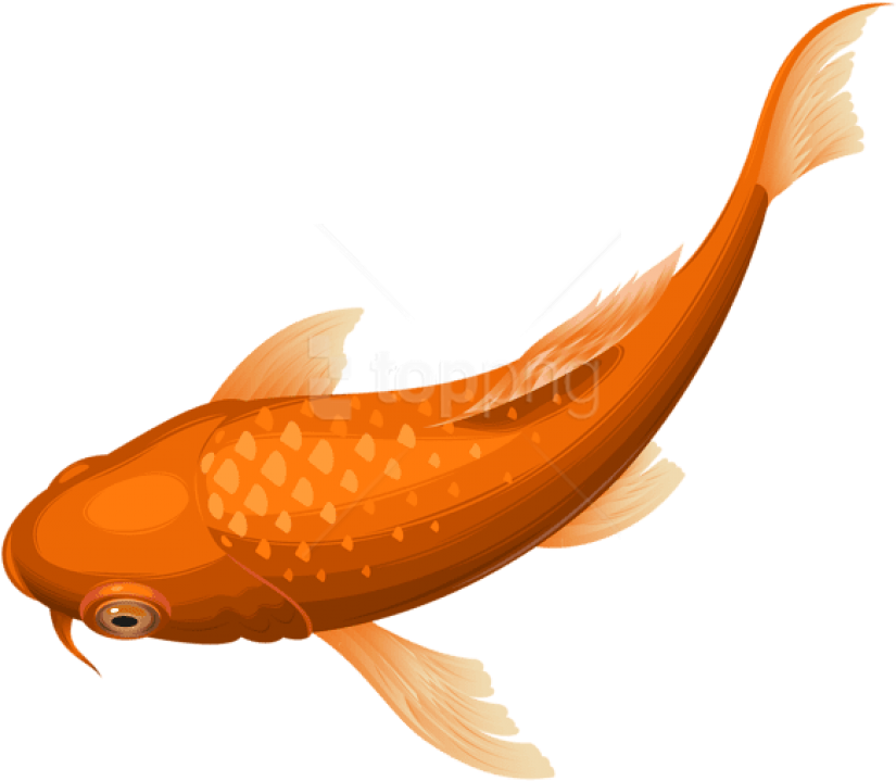 Free Png Download Orange Koi Fish Transparent Clipart - Transparent Background Fish Png Transparent PNG - 850x746 - Free Download on - Fish Transparent PNG Free Download