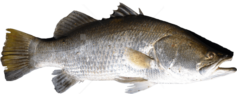 Free Png Download Fish Png Images Background Png Images - Fish Png Transparent PNG - 850x411 - Free Download on - Fish Transparent PNG Free Download