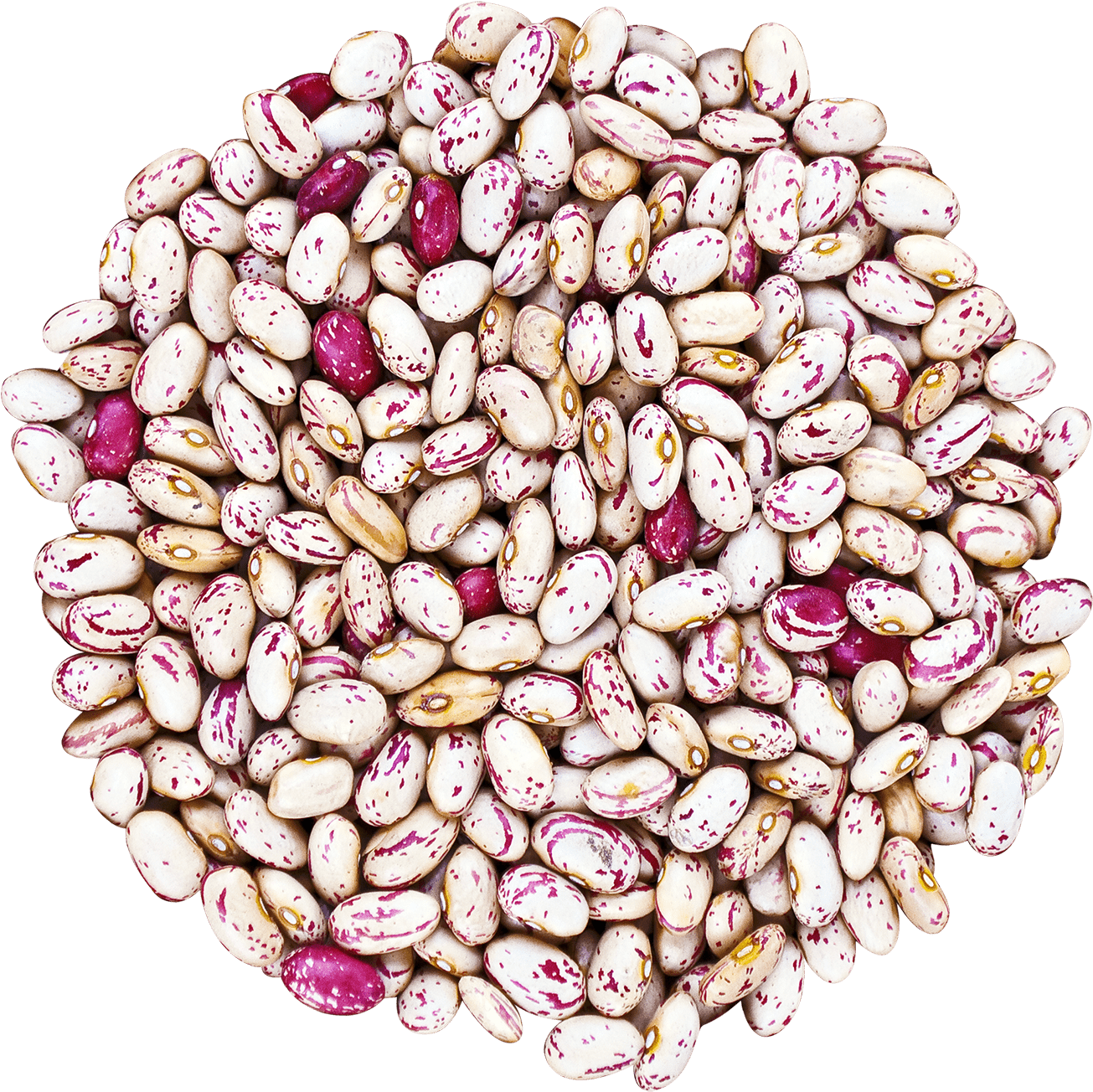 Cranberry Beans Without Bag - Food To Live Cranberry Beans (borlotti) (10 Pounds) Transparent PNG - 1386x1386 - Free Download on - Food Transparent PNG Free Download