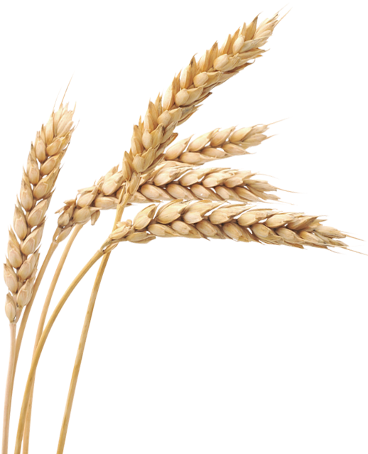 Principles Of Agriculture, Food, And Natural Resources - Free Transparent PNG Clipart Images Download. - Food Transparent PNG Free Download