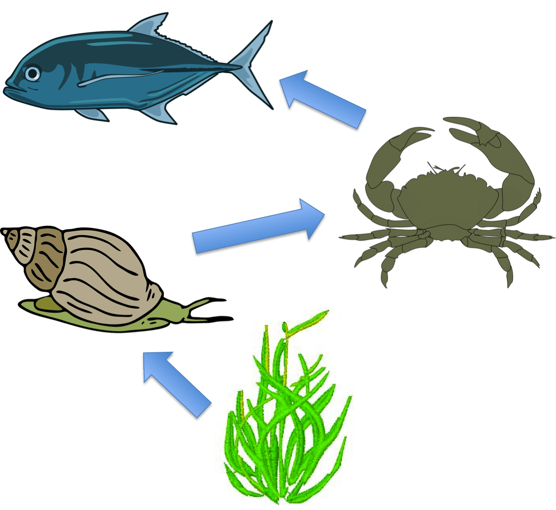 Sea Grass Clipart Ocean Plant - Food Chain In The Sea - Free Transparent PNG Clipart Images Download. - Food Transparent PNG Free Download