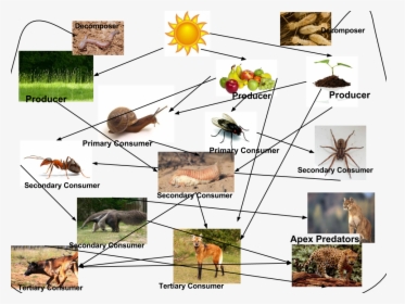 Picture - Food Chain Of Ants, HD Png Download - Food Transparent PNG Free Download